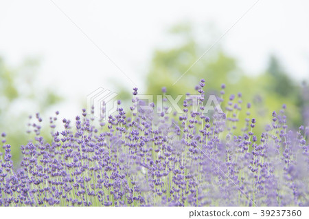 當薰衣草開花 當薰衣草開花 39237360