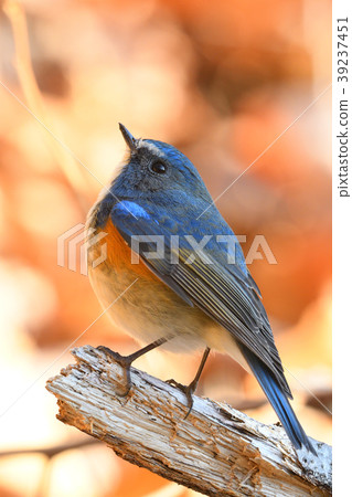 Wild bird at Yakushi-ike park 39237451