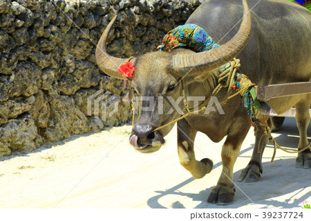 Taketomi island buffalo car sightseeing and bougainvillea blooming white sand road 39237724