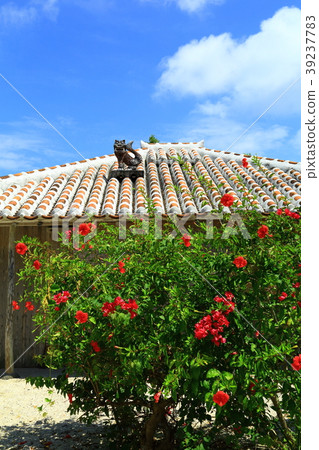 Taketomi island Ryukyu red tile and Shisa 39237783