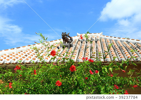 Taketomi island Ryukyu red tile and Shisa 39237784