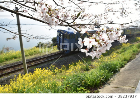 櫻花和油菜花 39237937