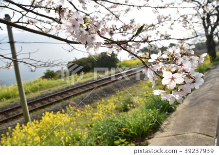 Cherry blossoms and rape blossoms Cherry blossoms and rape blossoms 39237939