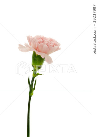  母親節，彌生薰，情人節，母親節，康乃馨，情人節，母親節 39237997