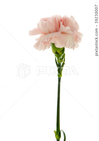  母親節，彌生薰，情人節，母親節，康乃馨，情人節，母親節 39238007