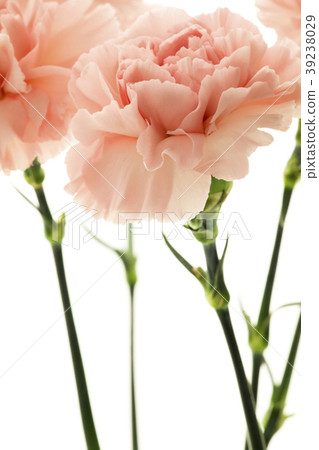  母親節，彌生薰，情人節，母親節，康乃馨，情人節，母親節 39238029