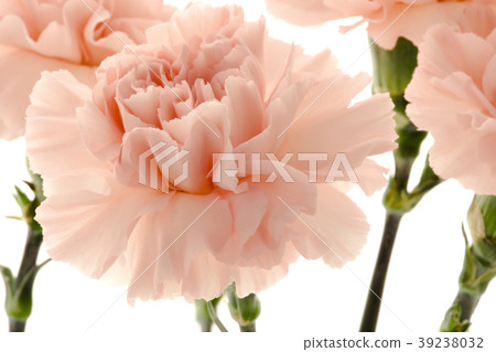  母親節，彌生薰，情人節，母親節，康乃馨，情人節，母親節 39238032