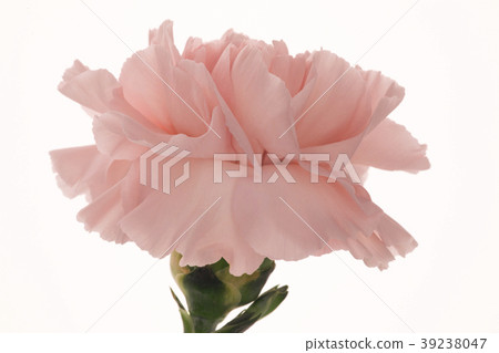  母親節，彌生薰，情人節，母親節，康乃馨，情人節，母親節 39238047