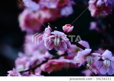 梅花,粉紅色,Fukusen-ji, 梅花,粉紅色,Fukusen-ji, 39238151