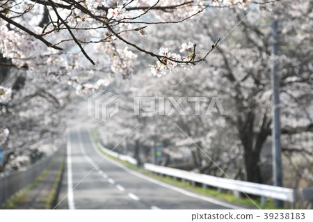 櫻花公路 39238183