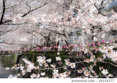 Cherry tree in full bloom Cherry tree in full bloom 39238377