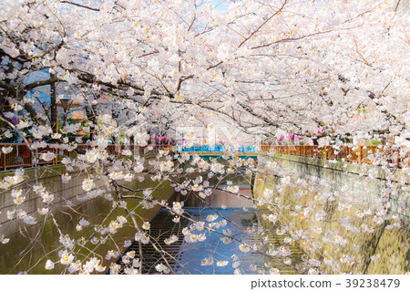 櫻花盛開 39238479