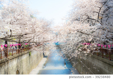 櫻花盛開 39238480