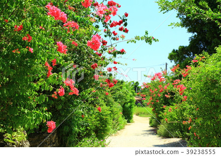 Taketomijima bougainvillea white sand road blooming 39238555