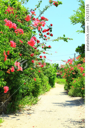 Taketomijima bougainvillea white sand road blooming 39238556