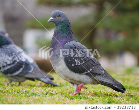Pigeons in the park Pigeons in the park 39238718