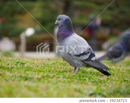 Pigeons in the park Pigeons in the park 39238723