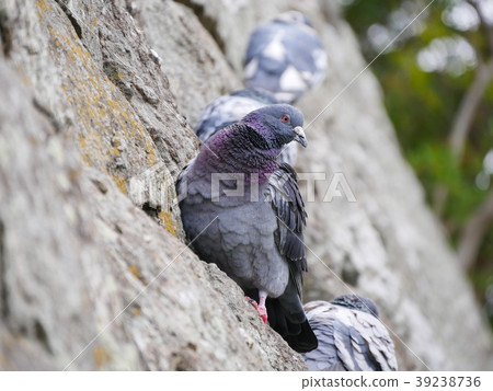 Pigeons in the park Pigeons in the park 39238736