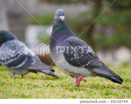 Pigeons in the park Pigeons in the park 39238744
