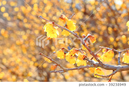 Rowey Rowey 39238949