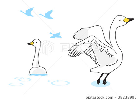 天鵝 39238993