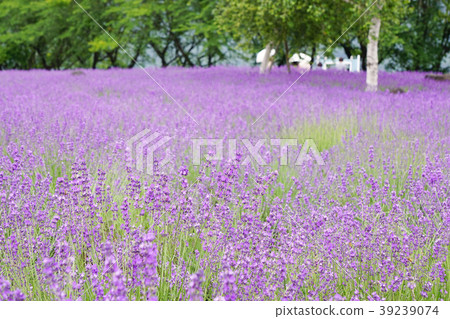 薰衣草花Yagisaki公園 39239074