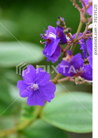 沒有按鈕 39239120