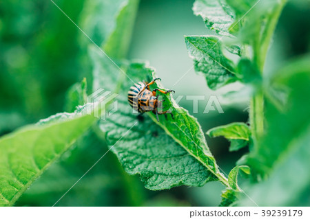 Parasite Colorado beetle on a potato leaf 39239179
