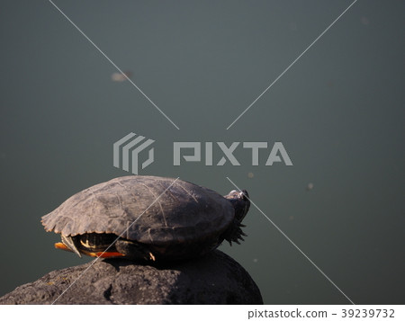 龜 39239732