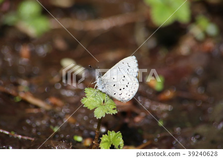 Sugitani lily resurface 39240628