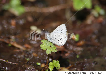 Sugitani lily resurface 39240629