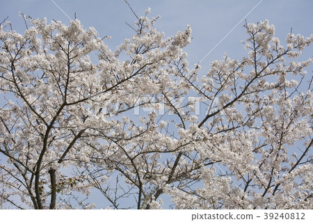 Cherry blossoms Cherry blossoms 39240812