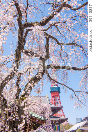Zojoji寺的Sakurajo東京塔 39240837
