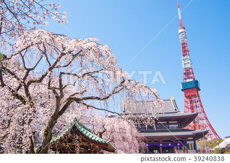 Zojoji寺的Sakurajo東京塔 Zojoji寺的Sakurajo東京塔 39240838