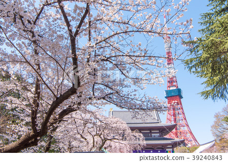 Zojoji寺的Sakurajo東京塔 Zojoji寺的Sakurajo東京塔 39240843