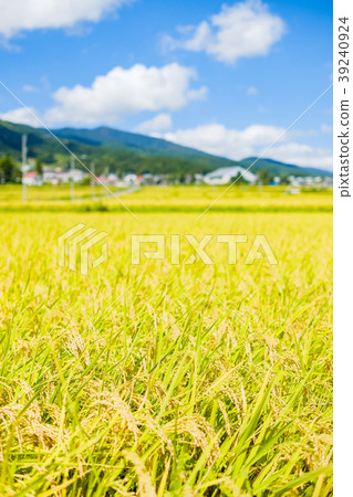 Autumn rice (September) Autumn rice (September) 39240924