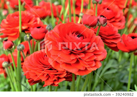 Ranunculus Ranunculus 39240982