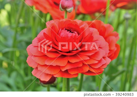 Ranunculus 39240983