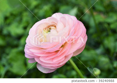 Ranunculus 39240988