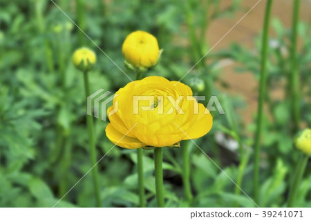 Ranunculus 39241071
