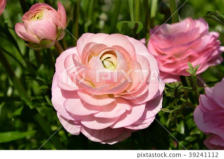 Ranunculus 39241112