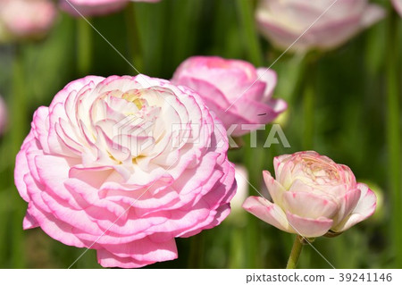 Ranunculus 39241146