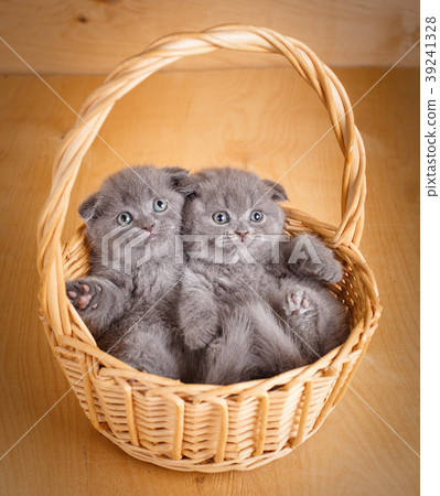 Couple Scottish Fold kittens Couple Scottish Fold kittens 39241328