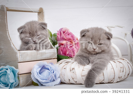 Malicious gray Scottish kittens after an active 39241331