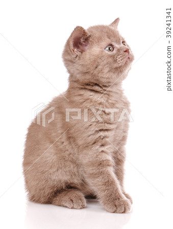 Scottish Fold small cute kitten Scottish Fold small cute kitten 39241341