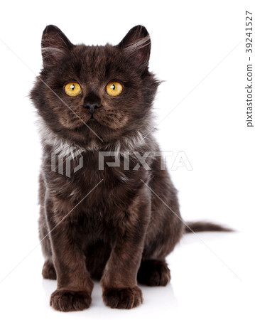 Black Cat. Cat from the street 39241527