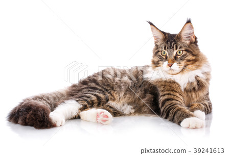 The great maine coon is lying on a white 39241613