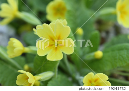 Primula Polianta 39241782