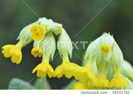 Primula Wellis 39241783