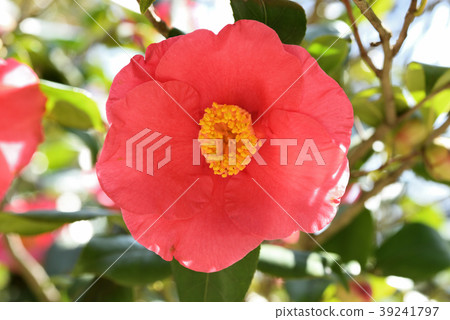 Camellia Camellia 39241797